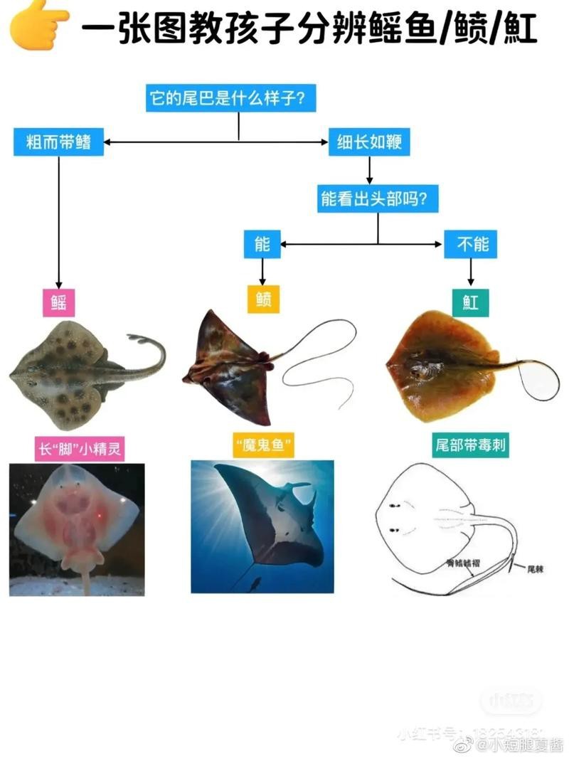 蝠鲼和鰩魚的區別圖片【和鰩魚在外觀上存在一些明顯區別】