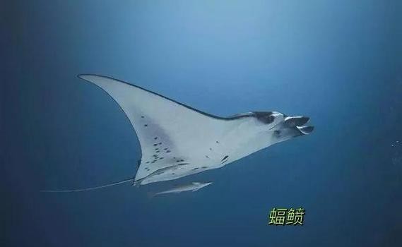 蝠鲼和鰩魚的區別圖片【和鰩魚在外觀上存在一些明顯區別】