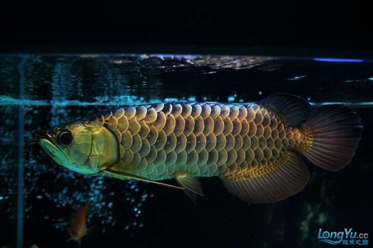 七彩金龍魚圖片大全【《七彩金龍魚圖片大全》】