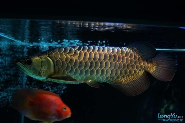 七彩金龍魚圖片大全【《七彩金龍魚圖片大全》】