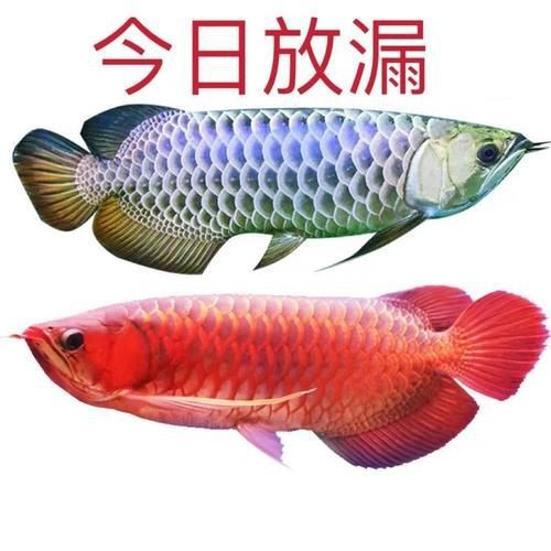 七彩金龍魚圖片大全【《七彩金龍魚圖片大全》】