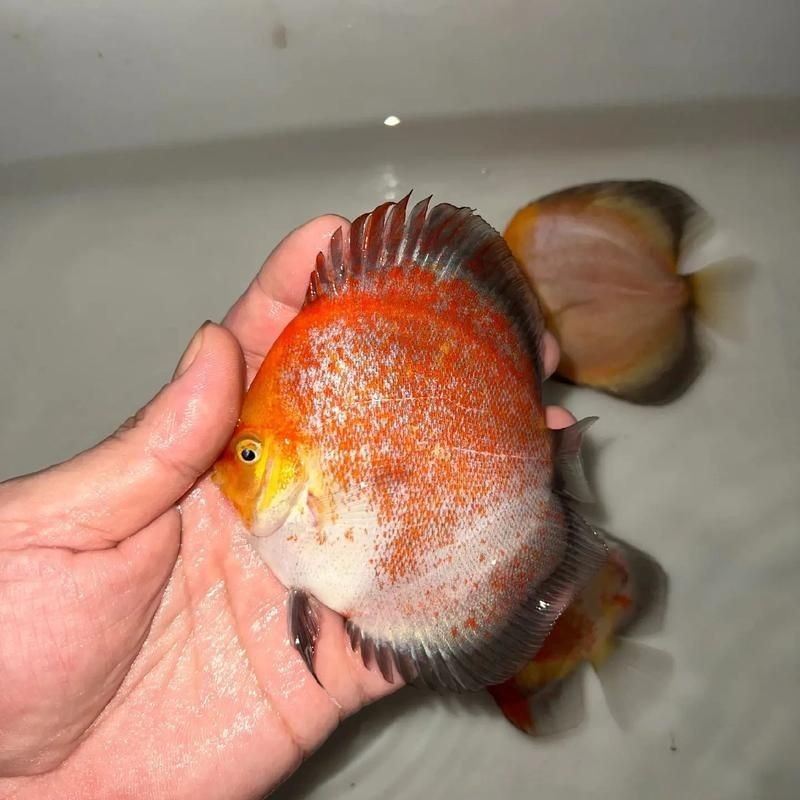 七彩金龍魚圖片大全【《七彩金龍魚圖片大全》】