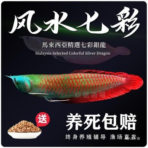七彩金龍魚圖片大全【《七彩金龍魚圖片大全》】