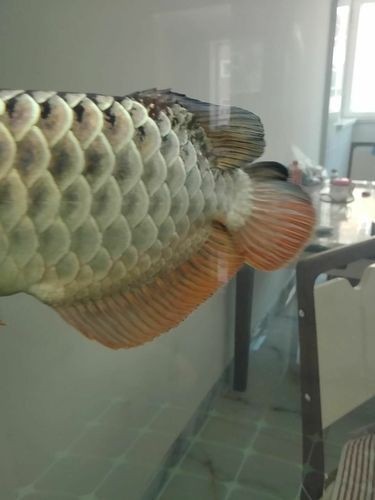 給我一張金龍魚珠鱗全亮的圖片【如何快速區(qū)分金龍魚珠鱗全亮是過背金龍魚的重要標(biāo)志】