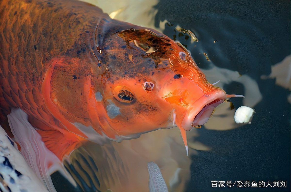 觀賞魚用鹽有什么要求嗎【觀賞魚用鹽多久換一次觀賞魚用鹽的正確做法是什么】