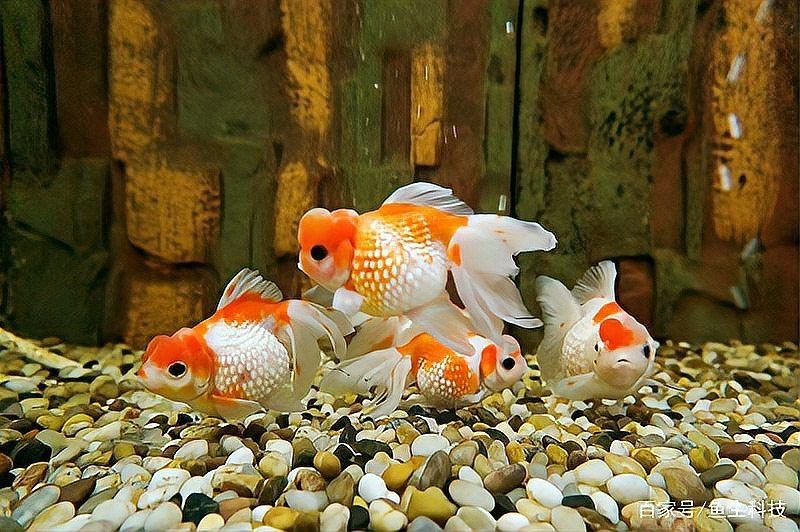 觀賞魚用鹽有什么要求嗎【觀賞魚用鹽多久換一次觀賞魚用鹽的正確做法是什么】