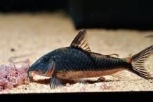 觀賞魚用鹽有什么要求嗎【觀賞魚用鹽多久換一次觀賞魚用鹽的正確做法是什么】