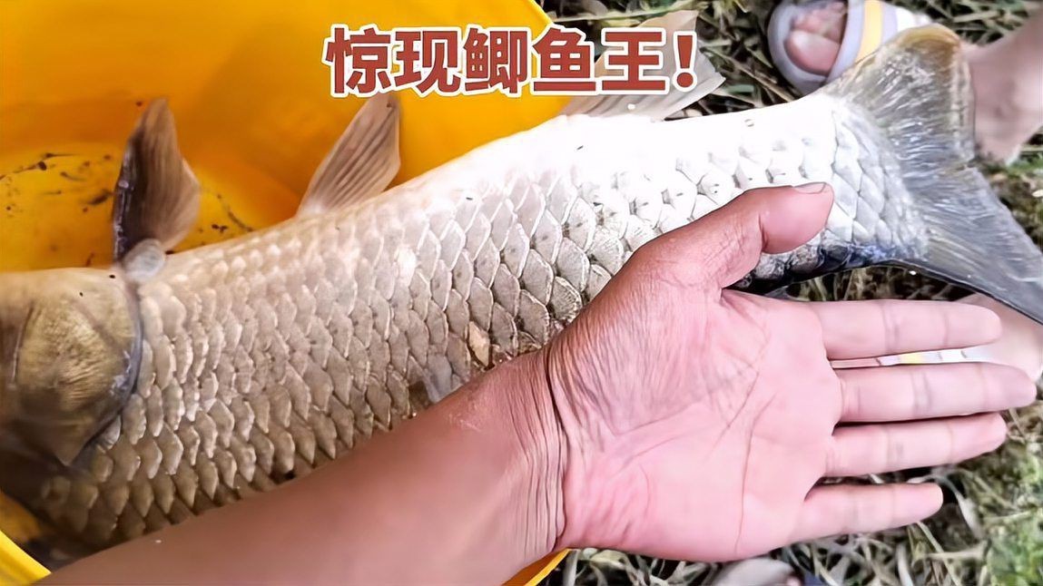 有哪些藥物可以預防金魚潰爛，預防金魚潰爛的藥物