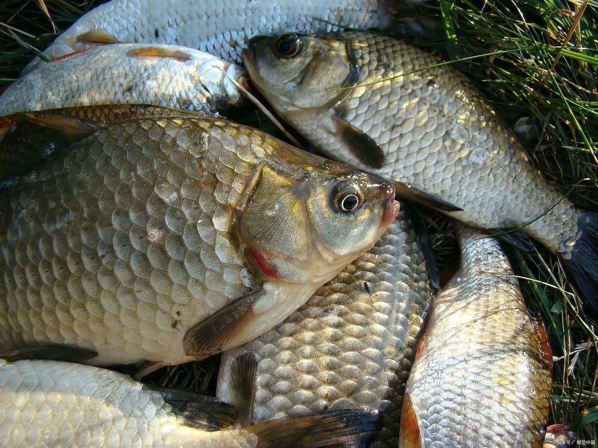 鯽魚(yú)多大【廣東釣友擒獲一條“鯽魚(yú)王”,體長(zhǎng)堪比成人小臂,釣界驢大嘴】