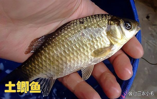 鯽魚(yú)多大【廣東釣友擒獲一條“鯽魚(yú)王”,體長(zhǎng)堪比成人小臂,釣界驢大嘴】
