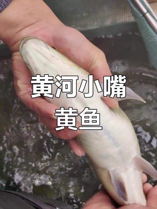 裸臀魚的鼻子【《裸臀魚的鼻子》：裸臀魚的鼻子】 裸臀魚的鼻子【《裸臀魚的鼻子》：裸臀魚的鼻子】 龍魚百科 第3張