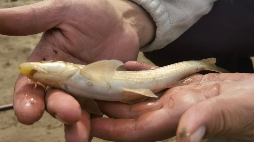 裸臀魚的鼻子【《裸臀魚的鼻子》：裸臀魚的鼻子】 裸臀魚的鼻子【《裸臀魚的鼻子》：裸臀魚的鼻子】 龍魚百科 第1張