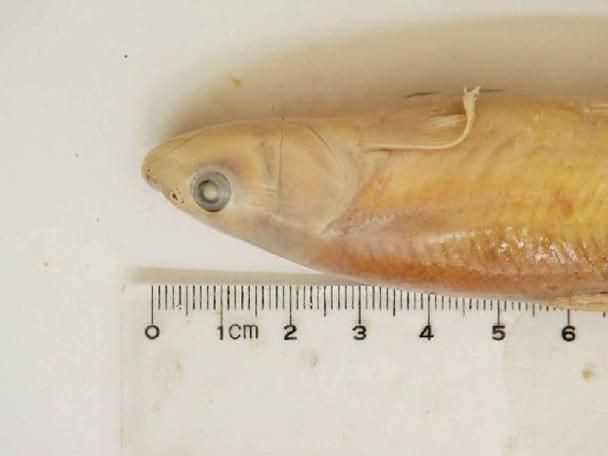裸臀魚的鼻子【《裸臀魚的鼻子》：裸臀魚的鼻子】 裸臀魚的鼻子【《裸臀魚的鼻子》：裸臀魚的鼻子】 龍魚百科 第5張