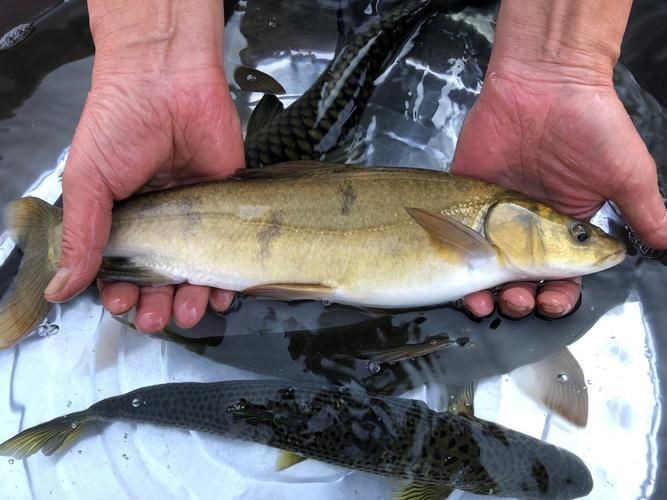 裸臀魚的鼻子【《裸臀魚的鼻子》：裸臀魚的鼻子】 裸臀魚的鼻子【《裸臀魚的鼻子》：裸臀魚的鼻子】 龍魚百科 第7張