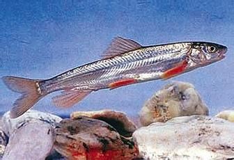 裸臀魚的鼻子【《裸臀魚的鼻子》：裸臀魚的鼻子】 裸臀魚的鼻子【《裸臀魚的鼻子》：裸臀魚的鼻子】 龍魚百科 第13張
