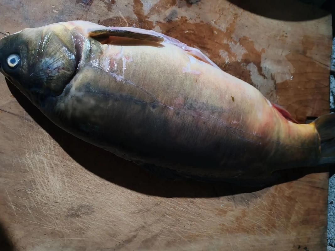 裸臀魚的鼻子【《裸臀魚的鼻子》：裸臀魚的鼻子】 裸臀魚的鼻子【《裸臀魚的鼻子》：裸臀魚的鼻子】 龍魚百科 第8張