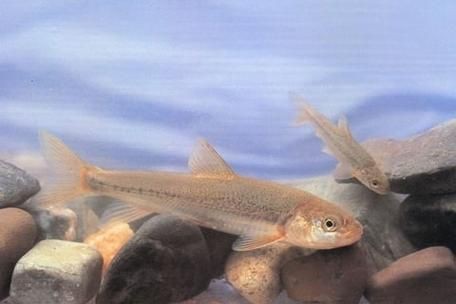 裸臀魚的鼻子【《裸臀魚的鼻子》：裸臀魚的鼻子】 裸臀魚的鼻子【《裸臀魚的鼻子》：裸臀魚的鼻子】 龍魚百科 第11張
