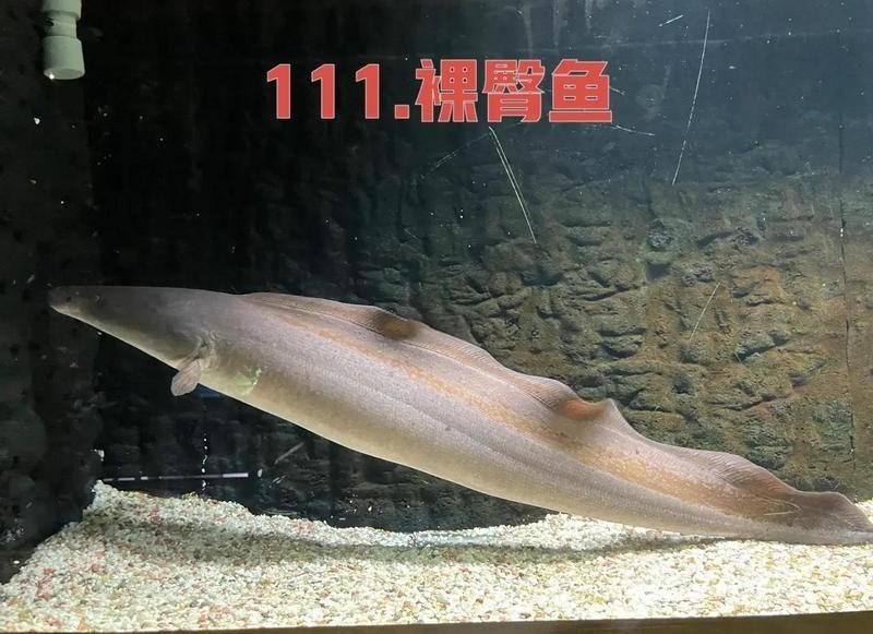 裸臀魚的鼻子【《裸臀魚的鼻子》：裸臀魚的鼻子】 裸臀魚的鼻子【《裸臀魚的鼻子》：裸臀魚的鼻子】 龍魚百科 第17張