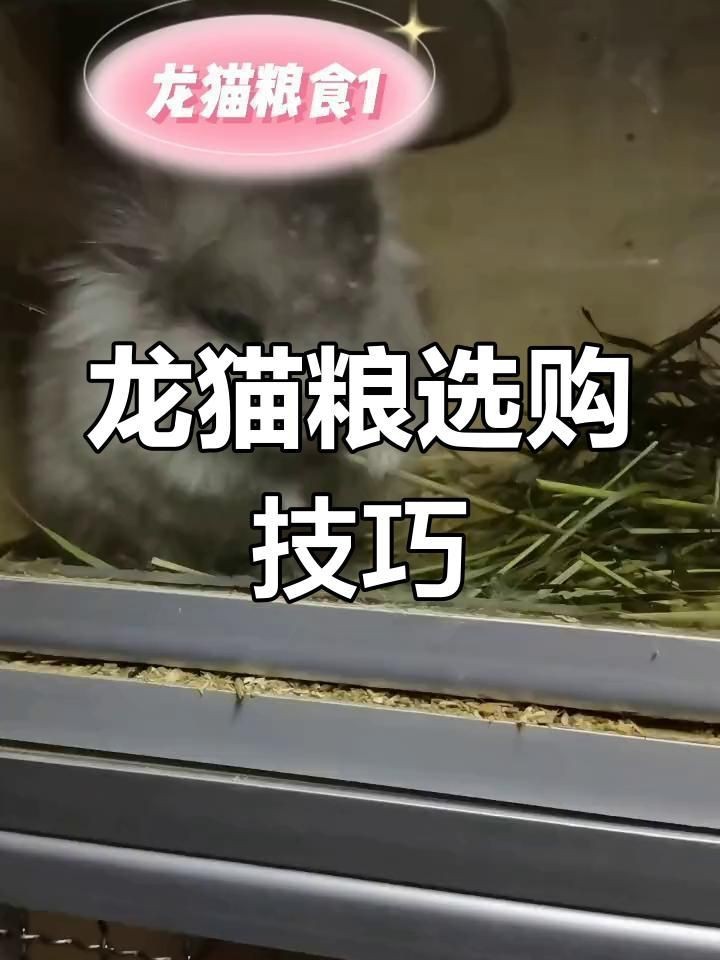 龍貓的主糧有哪些推薦？【貓的主糧推薦包括以下幾種：**專用龍貓糧】