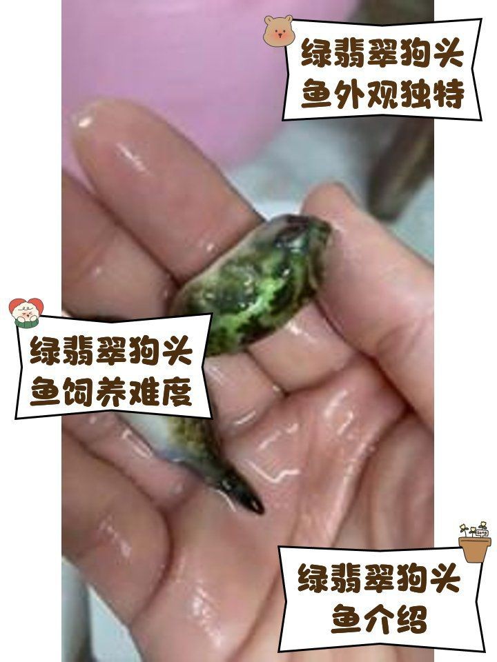 綠翡翠魚認主人的表現【《綠翡翠魚認主人的表現》】 綠翡翠魚認主人的表現【《綠翡翠魚認主人的表現》】 龍魚百科 第5張
