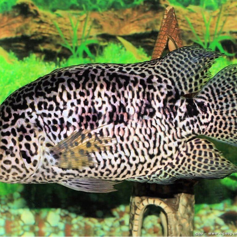 花老虎魚可以長多大【花老虎魚體型受遺傳和環境雙重影響，釣友:一天能釣幾十斤】