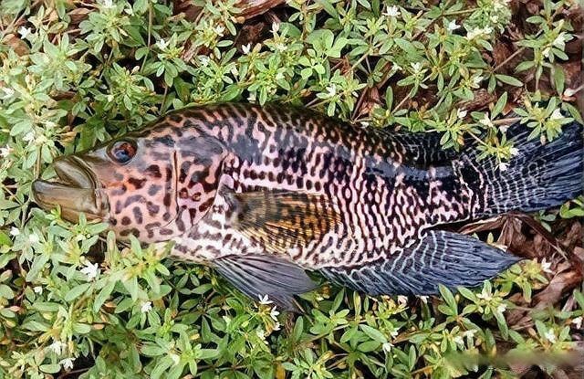 花老虎魚可以長多大【花老虎魚體型受遺傳和環境雙重影響，釣友:一天能釣幾十斤】