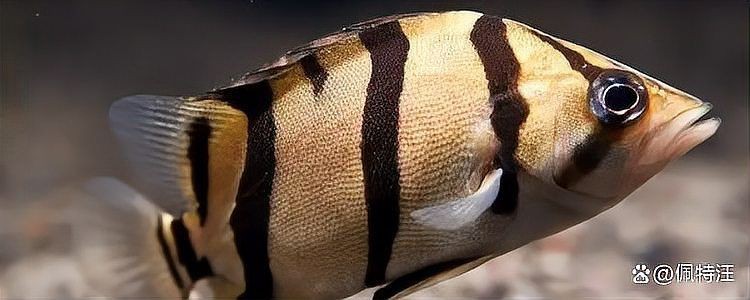 花老虎魚可以長多大【花老虎魚體型受遺傳和環境雙重影響，釣友:一天能釣幾十斤】