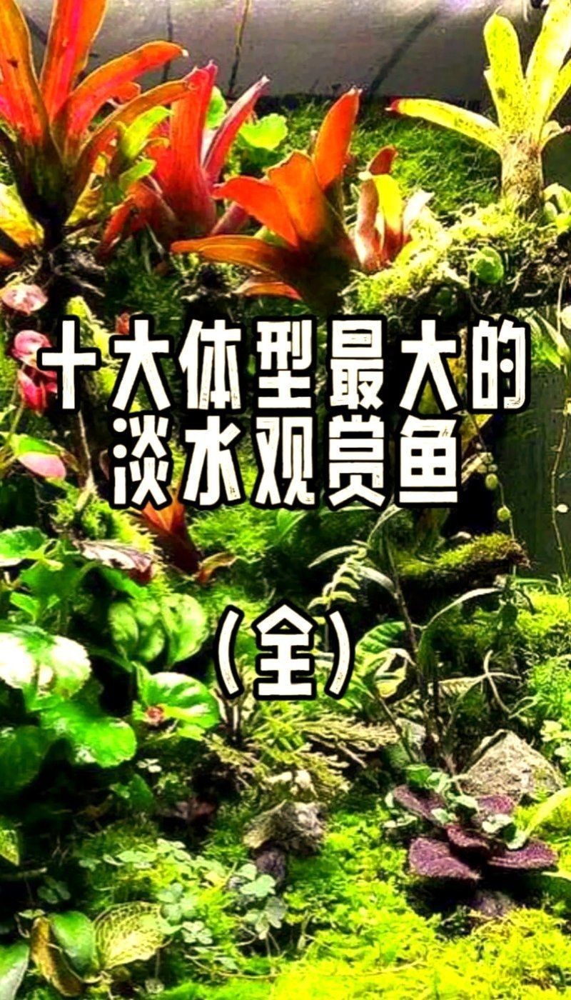 花老虎魚可以長多大【花老虎魚體型受遺傳和環境雙重影響，釣友:一天能釣幾十斤】
