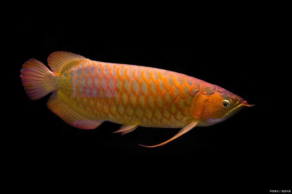 野生金龍魚所有圖片【野生金龍魚是一種極具觀賞價值和神秘色彩的生物】