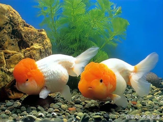 如何判斷龍魚是否適應新壁紙？【判斷龍魚是否適應新壁紙可從多方面觀察其游動狀態】