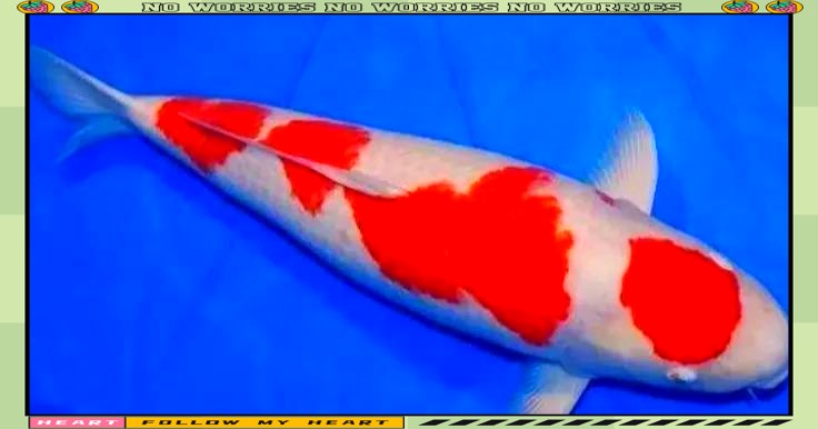 德系紅白錦鯉有魚鱗嗎【德系紅白錦鯉的鱗片特征】