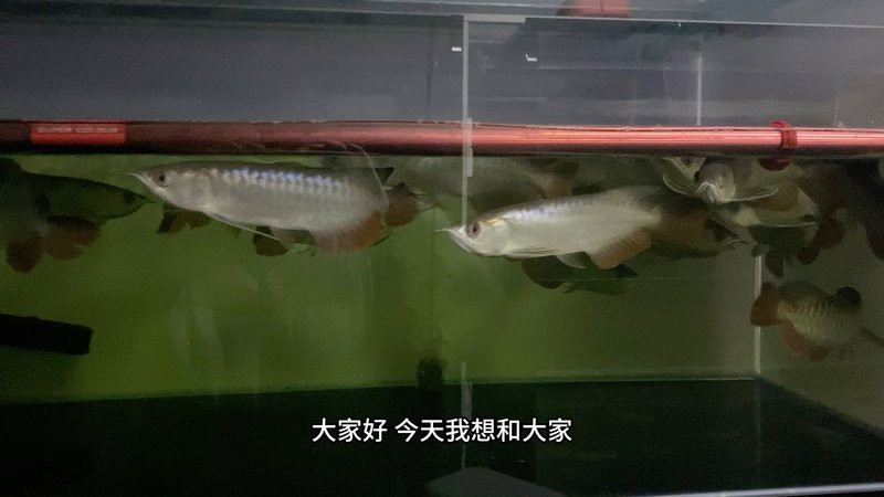古典金龍魚和祥龍魚誰厲害【“古典金龍魚”和“祥龍魚”誰更厲害】