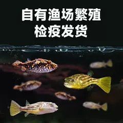狗頭寵物河豚價(jià)格【狗頭寵物河豚價(jià)格受多種因素影響】