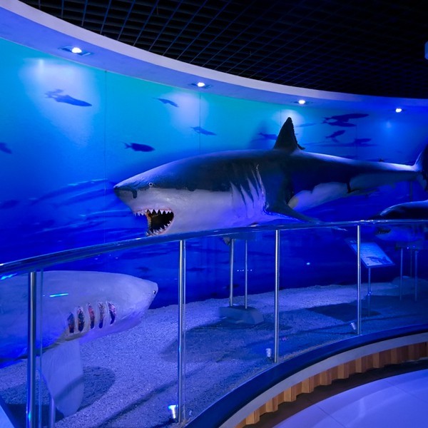 附近的水族館在哪里【北京市周邊水族館位置】