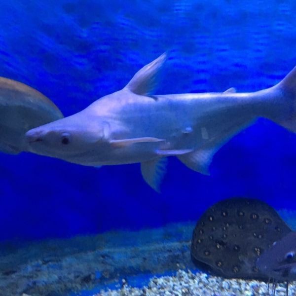 附近的水族館在哪里【北京市周邊水族館位置】