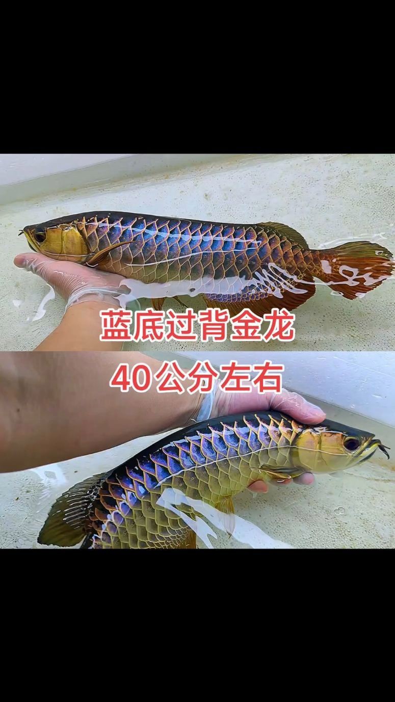 藍底過背金龍魚珠鱗不亮是什么魚【藍底過背金龍魚珠鱗不亮】