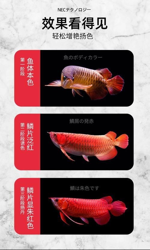 紅龍魚從小到大的發色過程圖解【《紅龍魚從小到大的發色過程圖解》】