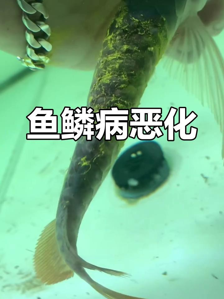 龍魚鱗片潰爛會傳染嗎？【龍魚鱗片潰爛怎么辦】