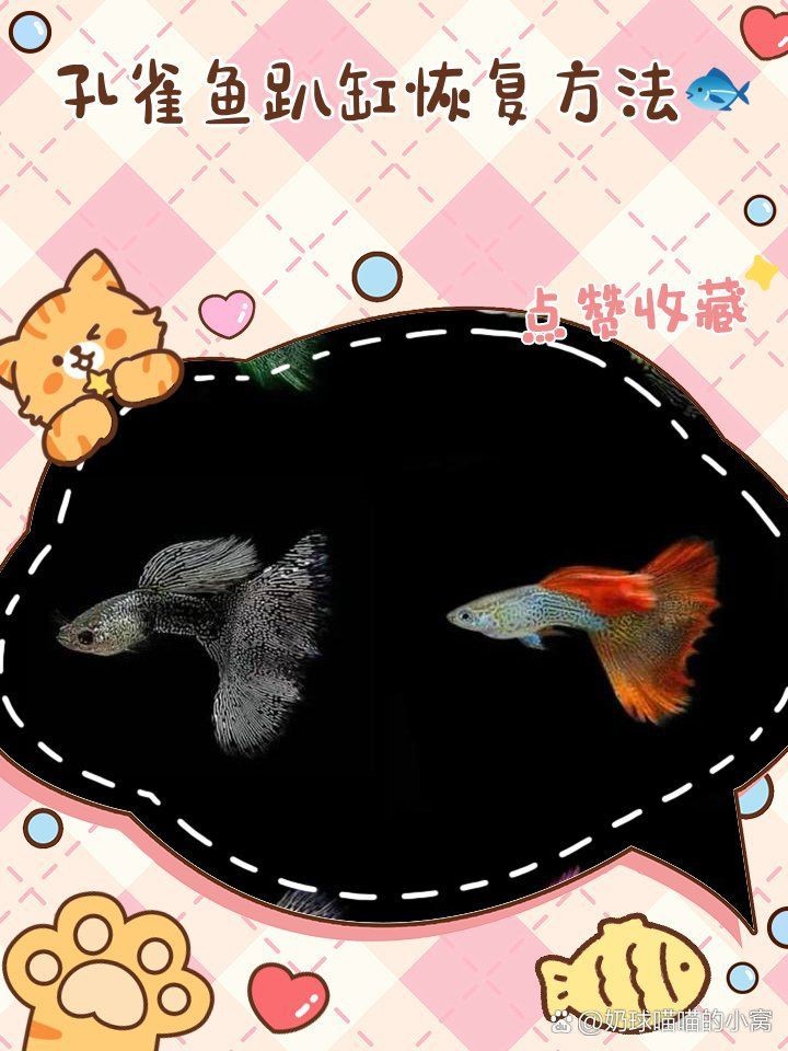 魚趴缸會自己恢復嗎【呼倫貝爾大草原的貓咪們,魚趴缸底會自愈嗎金魚趴缸會自愈嗎】