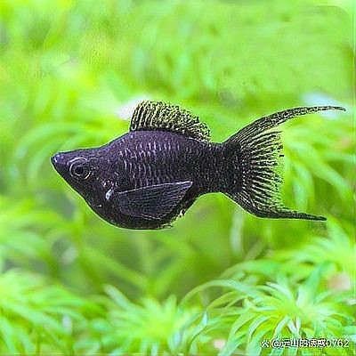 十大魚缸清潔魚排行【十大魚缸清潔工的選擇】 十大魚缸清潔魚排行【十大魚缸清潔工的選擇】 龍魚論壇 第5張
