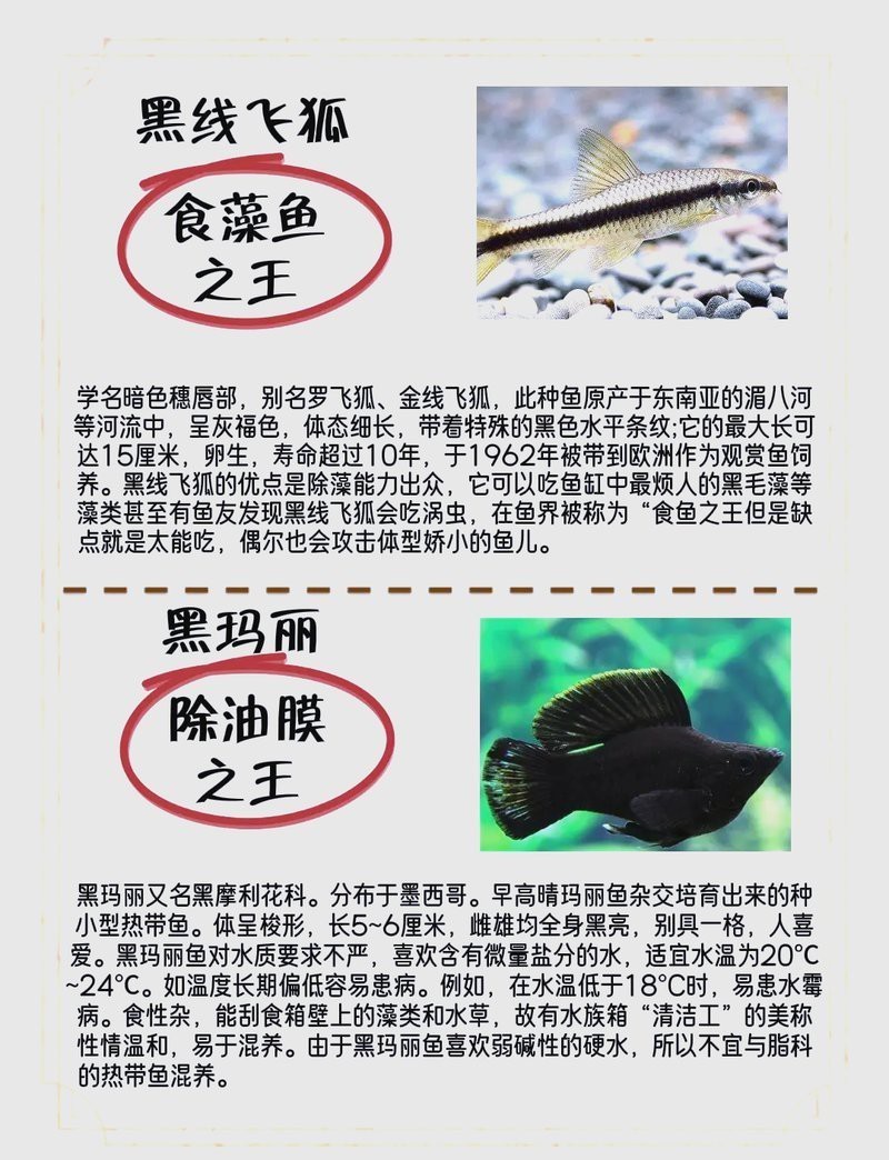 十大魚缸清潔魚排行【十大魚缸清潔工的選擇】 十大魚缸清潔魚排行【十大魚缸清潔工的選擇】 龍魚論壇 第3張