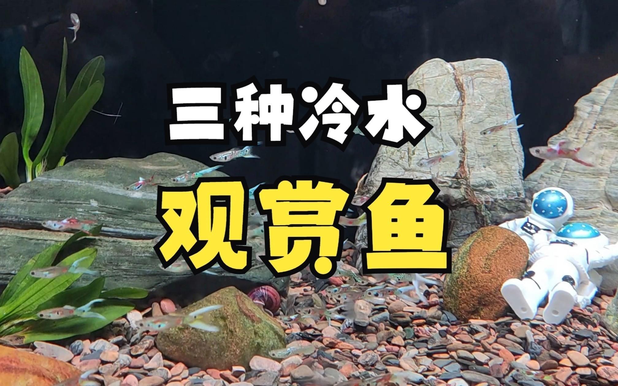 冷水觀賞魚養殖指南【《冷水觀賞魚養殖指南》】