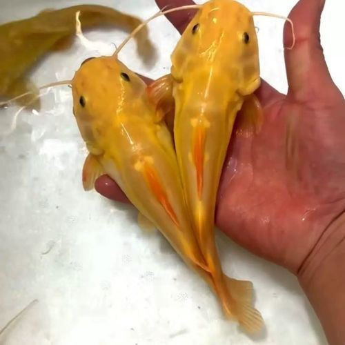 招財(cái)龍魚混養(yǎng)圖片示例【《招財(cái)龍魚混養(yǎng)之美：圖片示例展現(xiàn)和諧共生》】