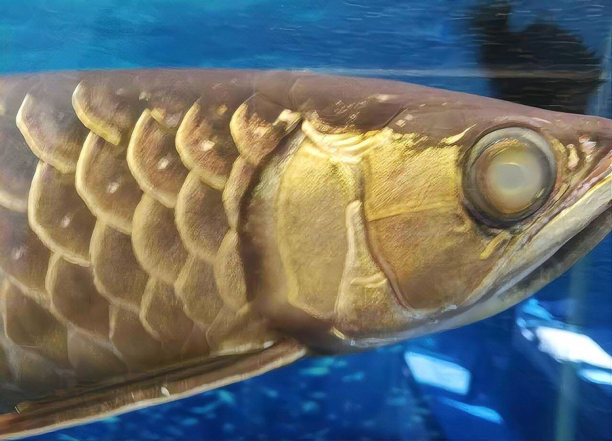 魚(yú)蒙眼最有效治療方法【如何判斷魚(yú)蒙眼病的嚴(yán)重程度】