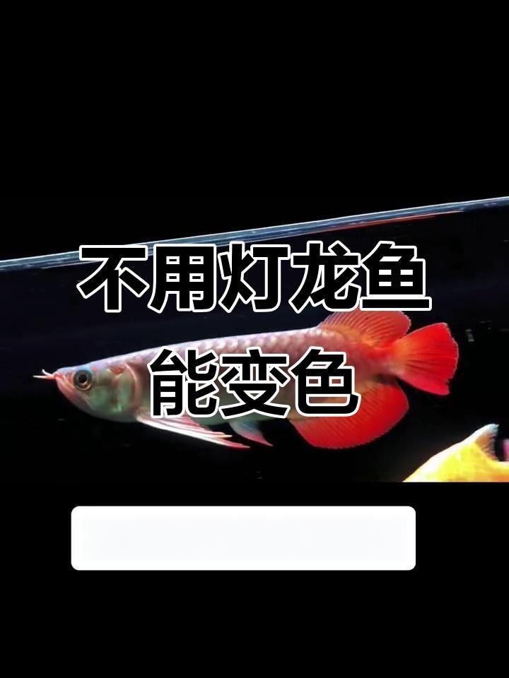 龍魚不開燈會(huì)怎樣？【-防坑手冊(cè)：龍魚不開燈會(huì)產(chǎn)生多方面影響】