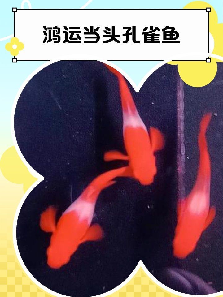 孔雀魚鴻運當頭頭不紅怎么辦【孔雀魚鴻運當頭頭不紅怎么辦鴻運當頭不紅怎么辦】