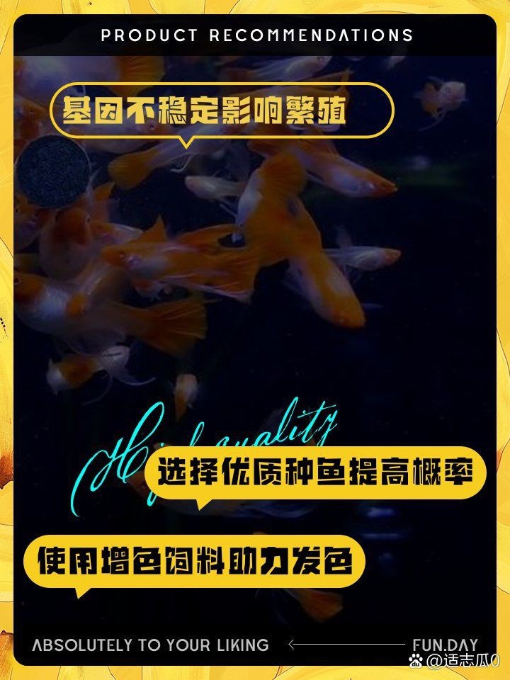 孔雀魚鴻運當頭頭不紅怎么辦【孔雀魚鴻運當頭頭不紅怎么辦鴻運當頭不紅怎么辦】