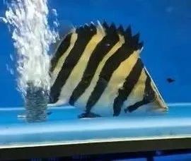 四紋蘇虎多少錢【四紋蘇虎條紋蘇虎價格仍將保持20%以上的年增長】