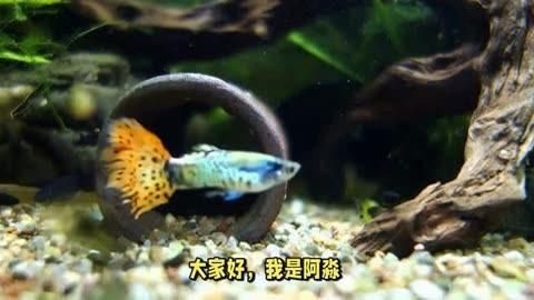 孔雀魚適合與哪些魚混養？【孔雀魚和什么魚可以混養這7種魚放心搭新手避坑指南】