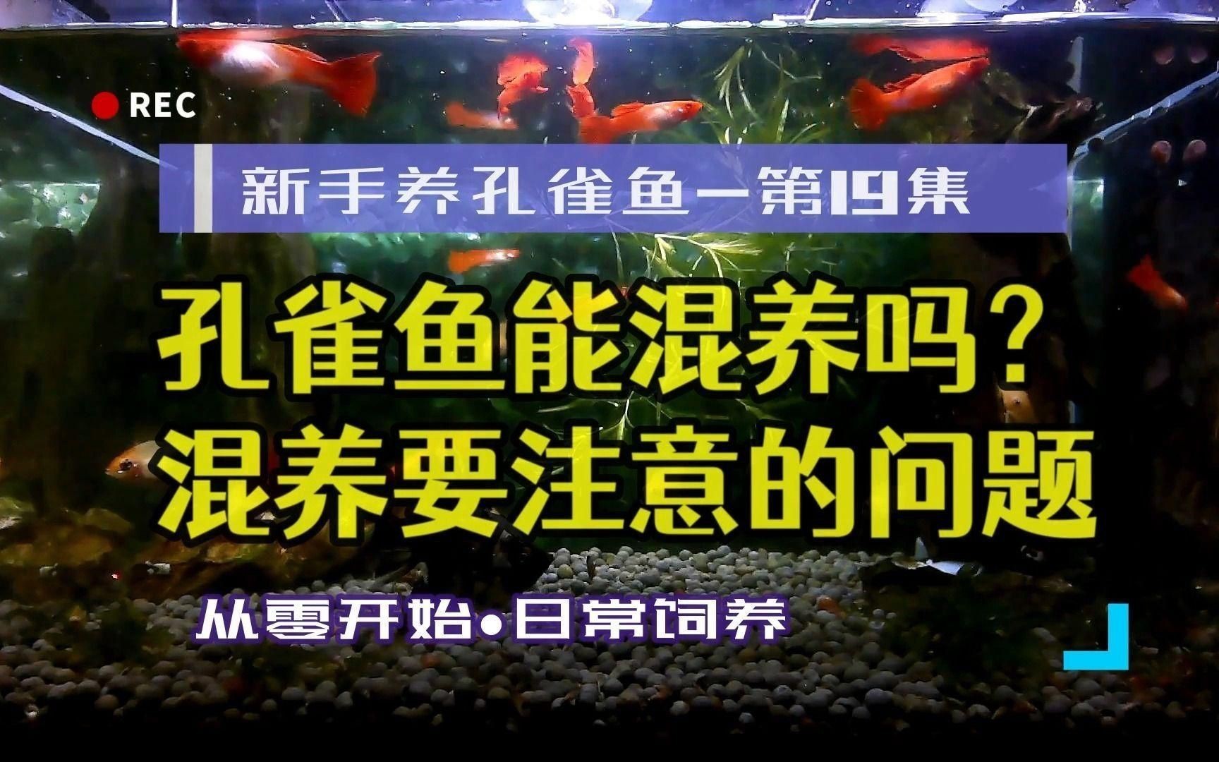 孔雀魚適合與哪些魚混養？【孔雀魚和什么魚可以混養這7種魚放心搭新手避坑指南】